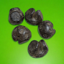 โหลดรูปภาพลงในเครื่องมือใช้ดูของ Gallery Vietnamese Dynasty Money - Rice Feeding Style Amulet Coin Cultural Keepsake Thai