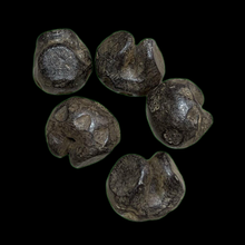 โหลดรูปภาพลงในเครื่องมือใช้ดูของ Gallery Vietnamese Dynasty Money - Rice Feeding Style Amulet Coin Cultural Keepsake Thai
