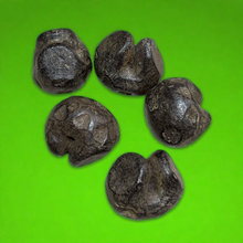 โหลดรูปภาพลงในเครื่องมือใช้ดูของ Gallery Vietnamese Dynasty Money - Rice Feeding Style Amulet Coin Cultural Keepsake Thai
